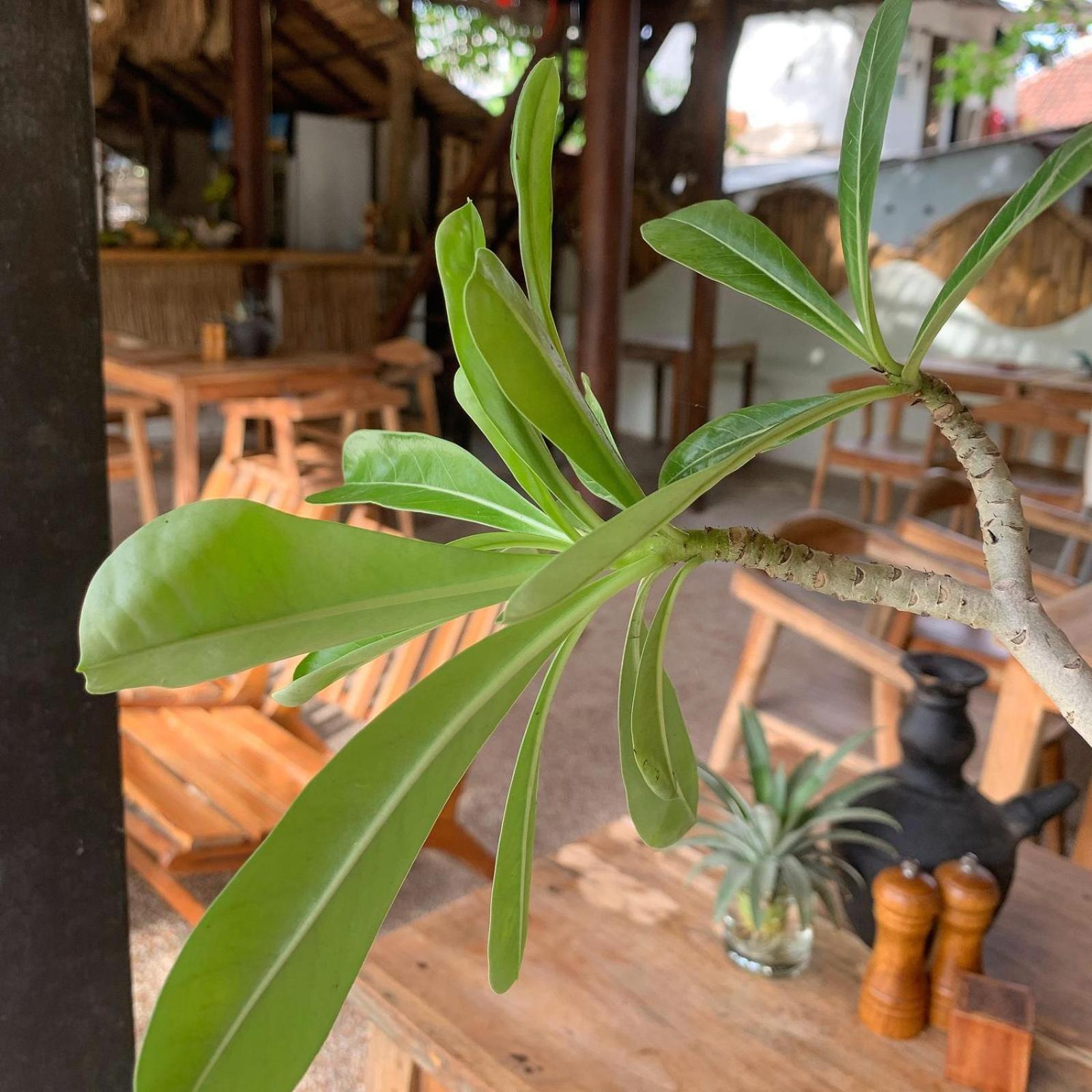Jungalow Gili Trawangan Exterior photo